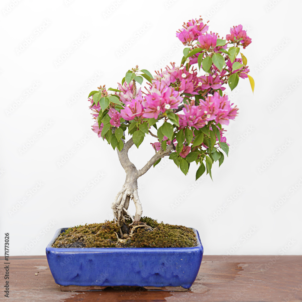 Bougainvillea glabra bonsai on a wooden table and white background Stock  Photo | Adobe Stock