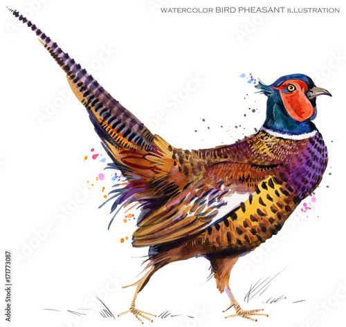 Fotografie, Obraz bird pheasant. Watercolor illustration