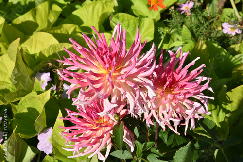 Fototapeta Naklejka Na Ścianę i Meble -  Dahlia cactus rose en été au jardin