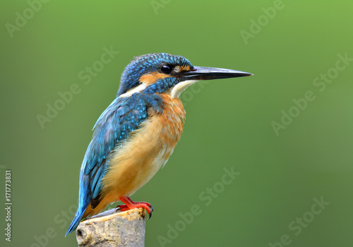 Common Kingfisher (Alcedo atthis) beautiful fine blue bird perching on the pole over blur green background, colorful bird