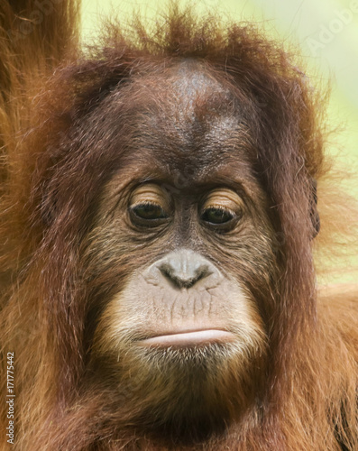 A Close Portrait of a Sad Young Orangutan
