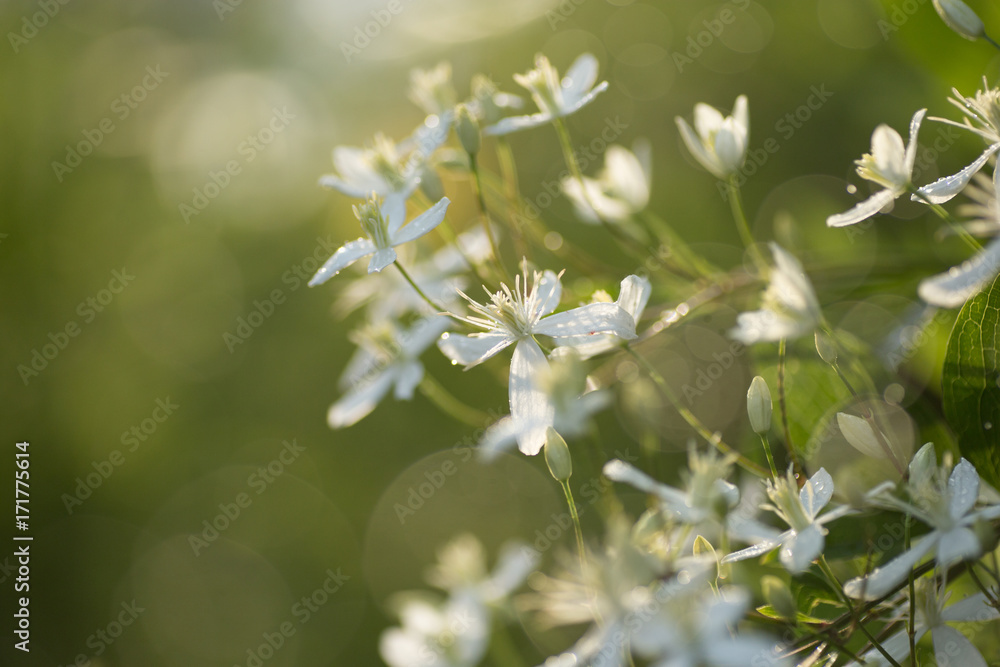 Decorative bush with white flowers on sunset. Clematis. Decorative bush with white flowers on sunset. Clematis.
