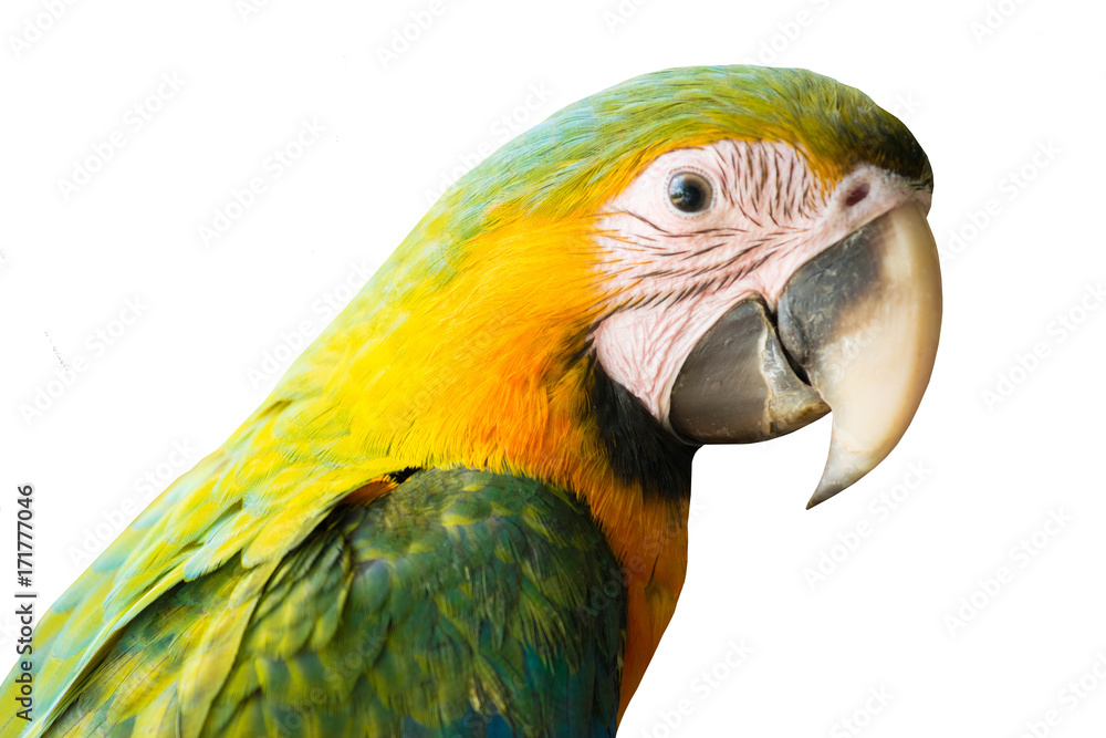 A macaw isolate. 