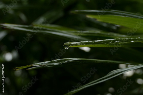 Water droplet on leaf dark background