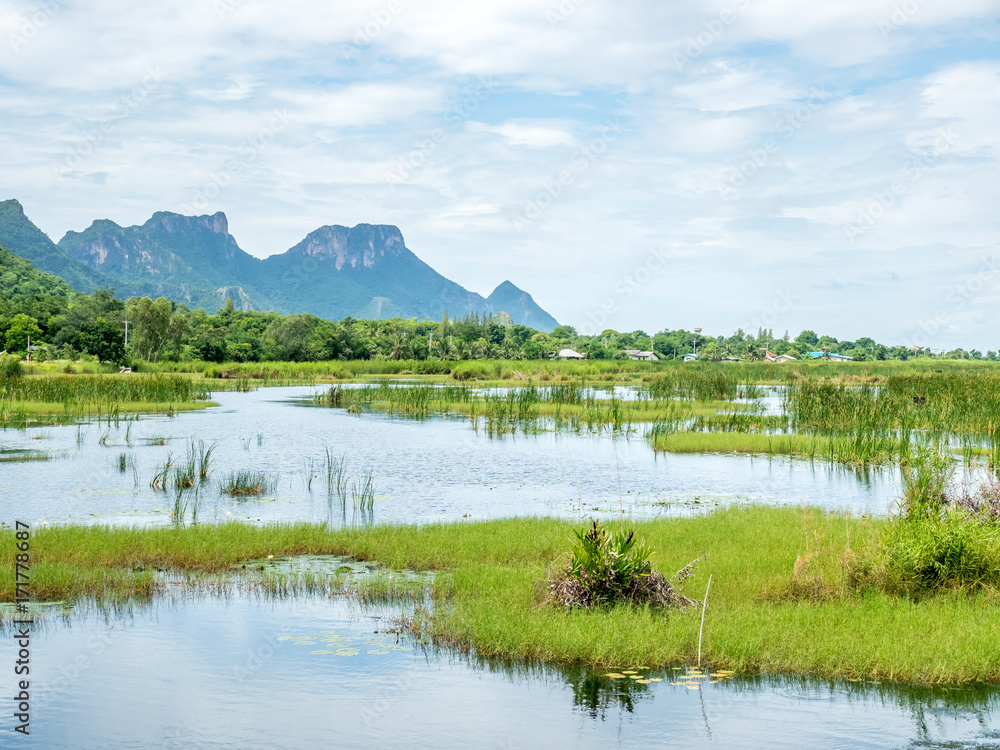 Fototapeta premium Lotus pond with natural scene