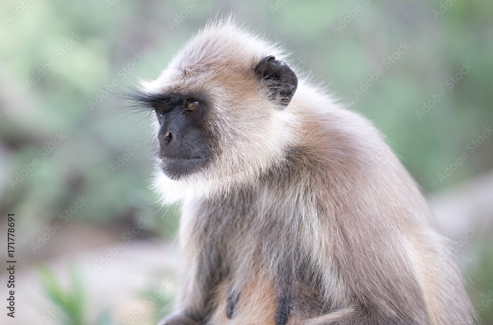 Obraz premium Langur Monkey