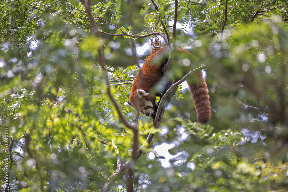 Obraz premium Panda rosso