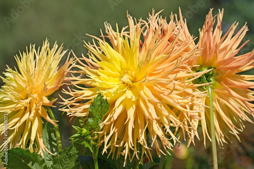 Fototapeta Naklejka Na Ścianę i Meble -  Dahlien, Dahlias