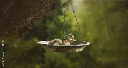 Beautiful Squirrel eating grains photo