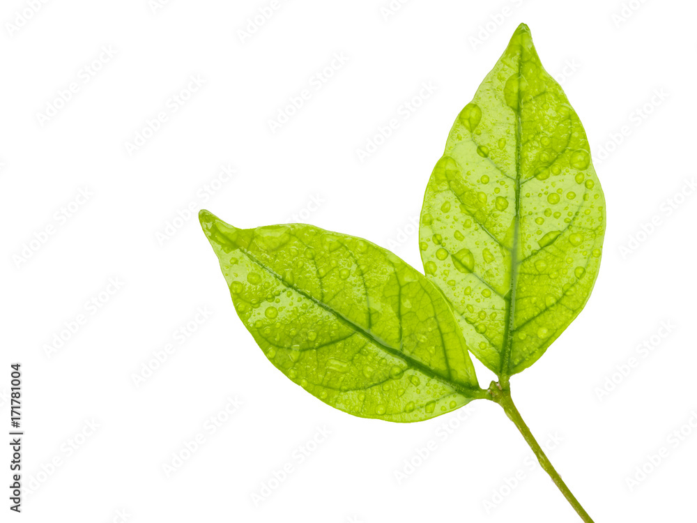 Obraz premium leaves with drops isolated on a white background