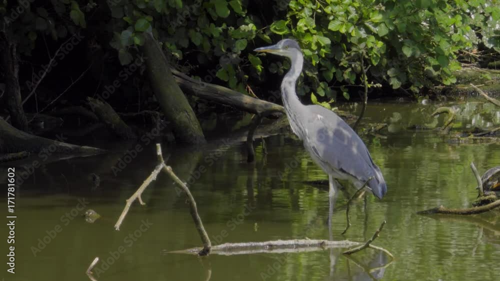 Graureiher sucht im Fluss nach Beute Graureiher sucht im Fluss nach Beute