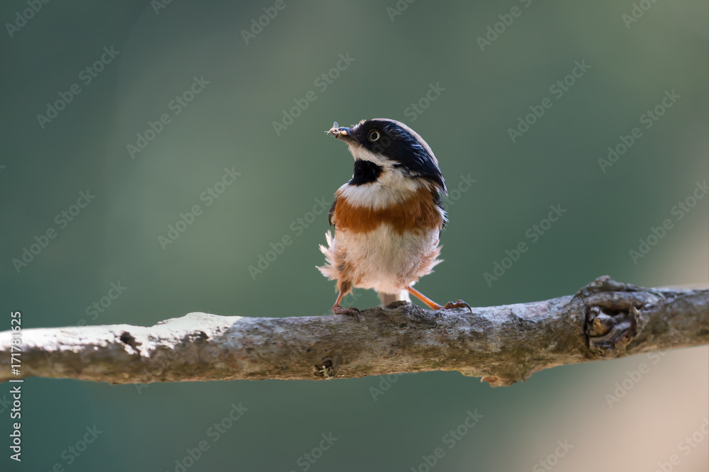 Naklejka premium Mother Bird holding insect in mouth for feeding babies inside the nest in early morning,family concept..Bird watching and photography is a good hobby to educate conservation attitude.