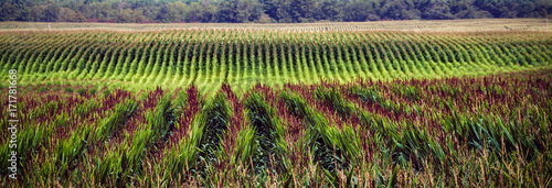 Φωτογραφία The Midwest (Banner)
