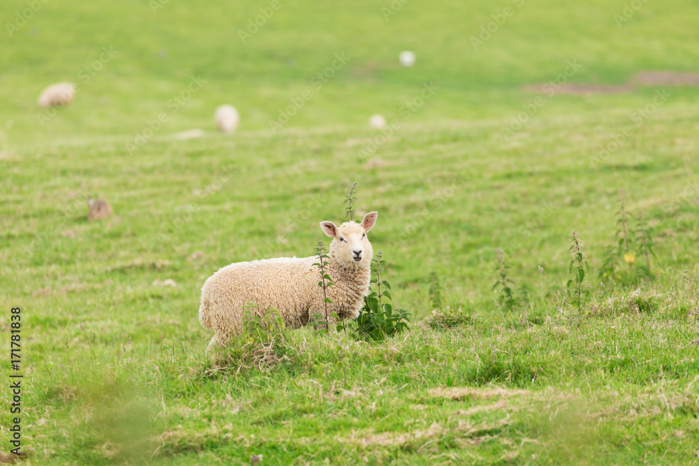 Fototapeta premium Idillic landscape with sheep, lambs, ram