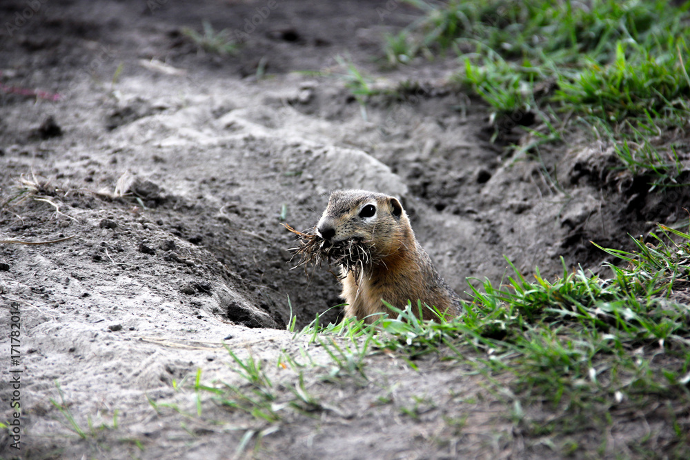 gopher in the field, a bobak, ground squirrel, holds grass