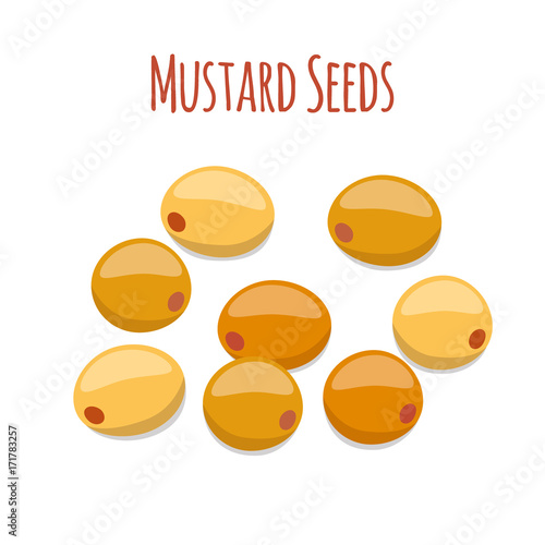 Mustard seeds. Organic condiment. Cartoon flat style. Vector illustration