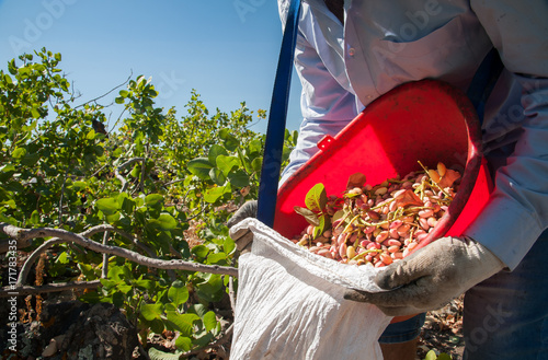 Pistachio picker unloading his red pail in a white sack during harvest season, Bronte, Sicily photo