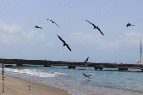 Oiseaux marins