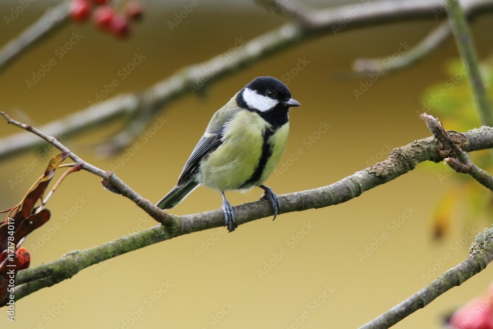 Great Tit on a branch, in front of a yellow background Great Tit on a branch, in front of a yellow background