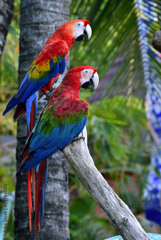 Green-winged macaw with Scaret macaw parrot birds perching together on the log, lovely nature