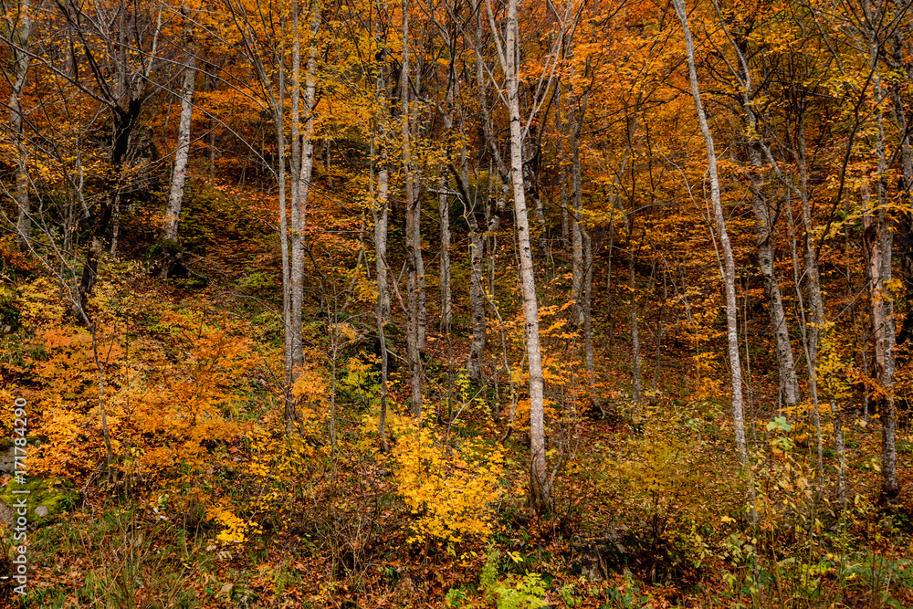 Beautiful autumn forest