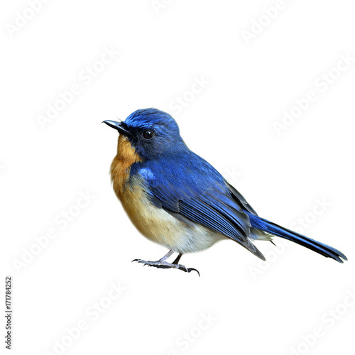 Hill blue flycatcher (Cyornis banyumas) beautiful tiny blue bird fully standing isolated on white background, fascinated nature © prin79