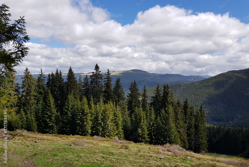 forest and mountain of Goverla forest and mountain of Goverla