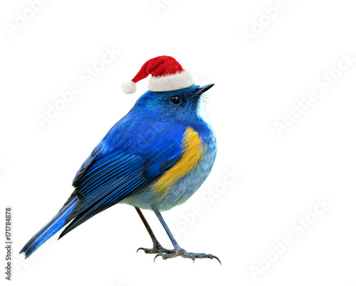 Lovely chubby blue isolated on white background waring Santa Claus red hat in Season greeting on Christmas isolated on white background, happy birds