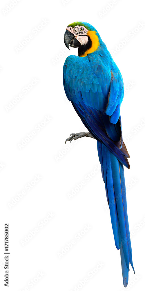 Fototapeta premium Magnificent Blue and Gold Macaw parrot bird, beautiful Blue-and-Gold bird isolated on white background