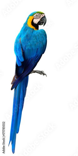 Magnificent Blue and Gold Macaw parrot bird, beautiful bright Blue bird isolated on white background photo