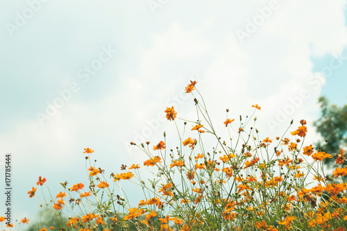 Orange flowers in the middle of the garden and have cloud was background. © kesornphoto