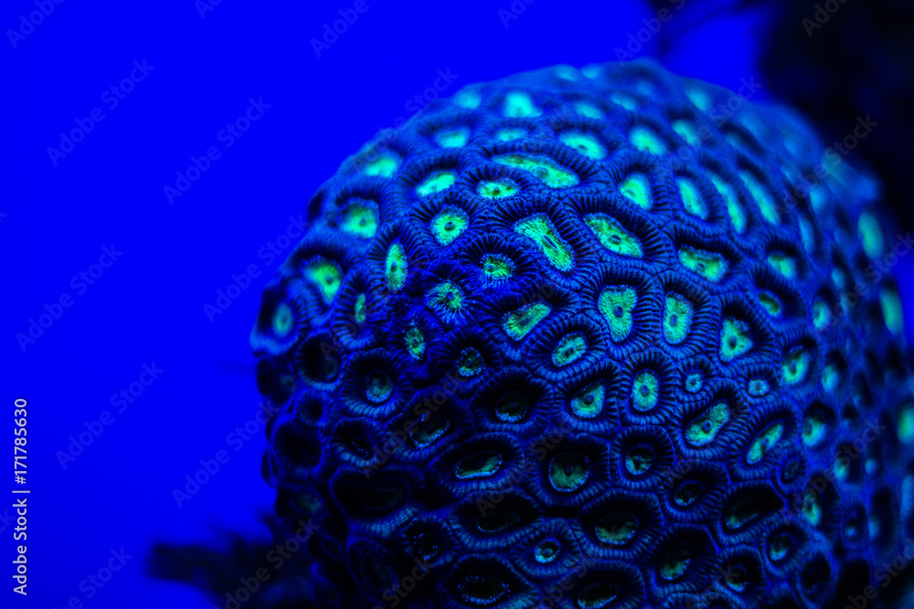 Fototapeta premium サンゴ