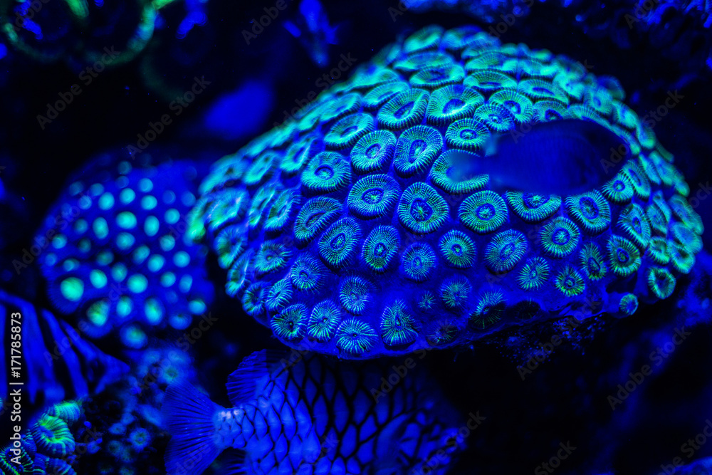 Naklejka premium サンゴ