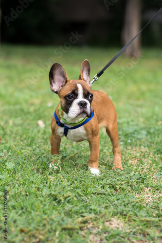 Beautiful French Bulldog on the grass photo