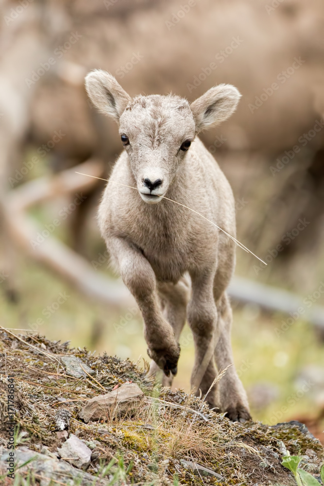Bighorn Lamb Playing With Weed