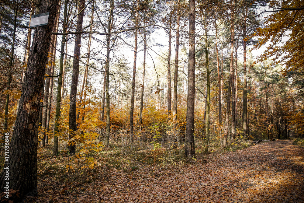 autumn road autumn road