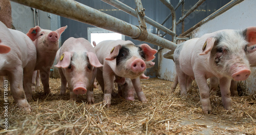 Biological pig farming. Free range pigs.