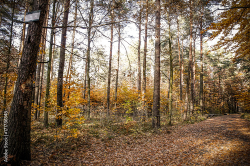 autumn road 