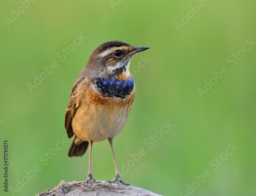 The bluethroat (Luscinia svecica) a winter visitor bird to Thailand with less blue color on its throat while perching on rock over fine green blur background