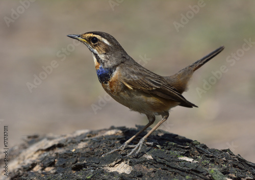 The bluethroat (Luscinia svecica) a winter visitor bird to Thailand with less blue color on tis throat while perching on the log with tail wagging