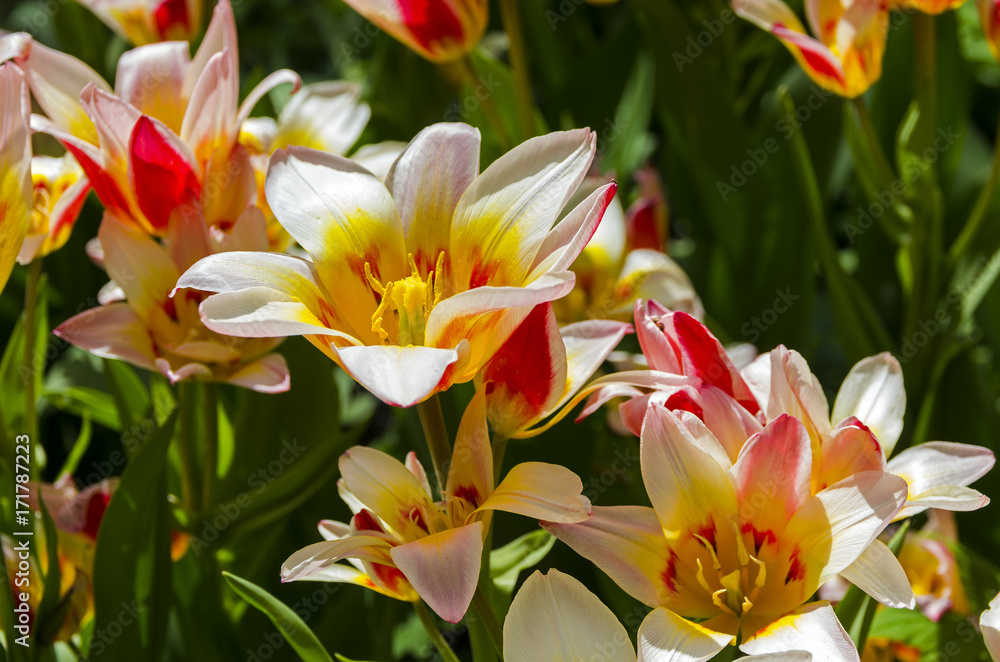 Naklejka premium Tulips of the Kaufmanniana Floresta species.