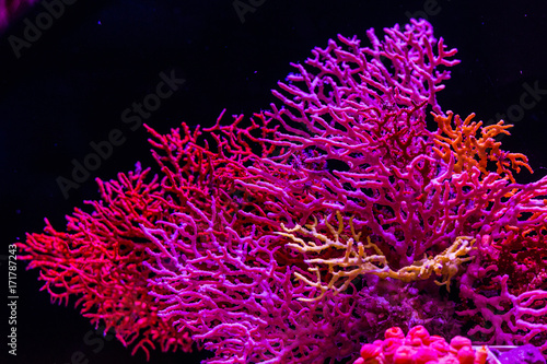 Fotomurale サンゴ