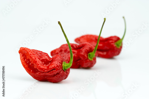 Bhut Jolokia Chili Reihe High Key