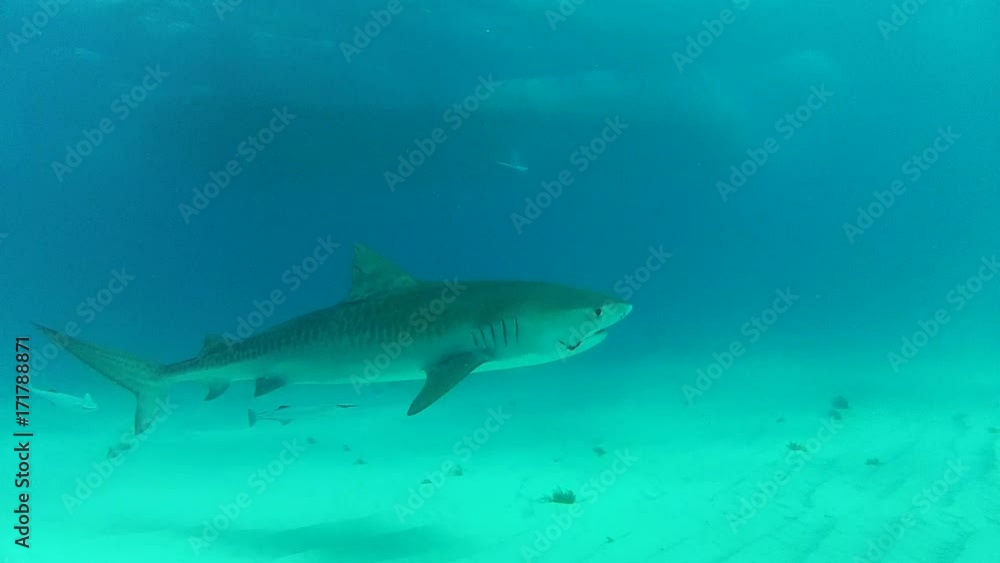 Lone tiger shark in tropical ocean, POV Lone tiger shark in tropical ocean, POV