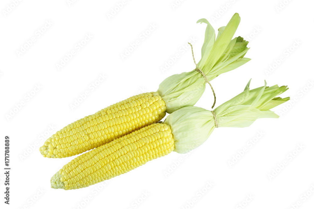 Sweet corn isolated on white background, fresh yellow corn Sweet corn isolated on white background, fresh yellow corn
