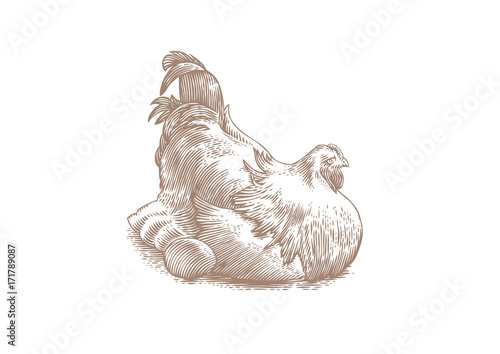 Chicken hen sitting on eggs