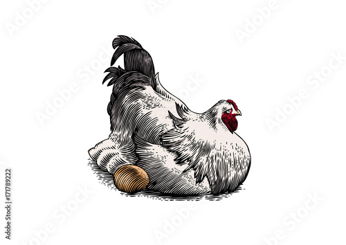 Chicken hen sitting on eggs