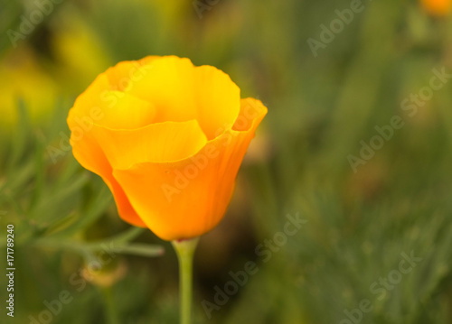 Lovely Buttercup on background of green grass and vegitations.