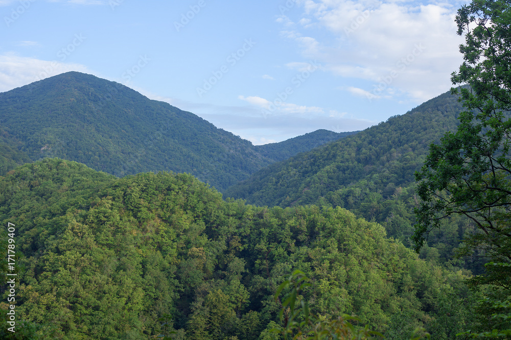 Green forested mountains