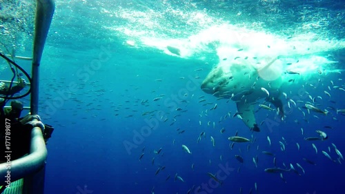 Scuba divers watch great white shark attack bait, POV
